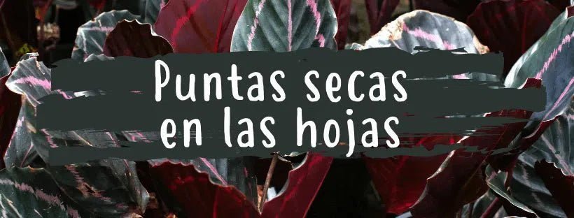 Porque É Que As Pontas Das Folhas Das Plantas Secam