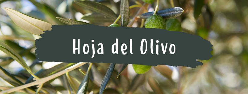 Propriedades das Folhas de Oliveira