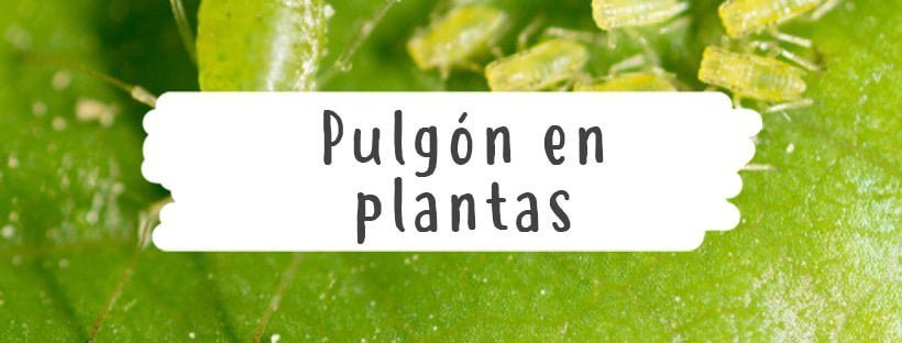 Pulgões em Plantas - Como Eliminar o Pulgão