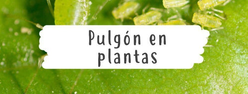 Pulgões em Plantas - Como Eliminar o Pulgão