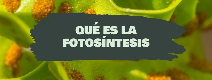 O Que É A Fotossíntese Das Plantas