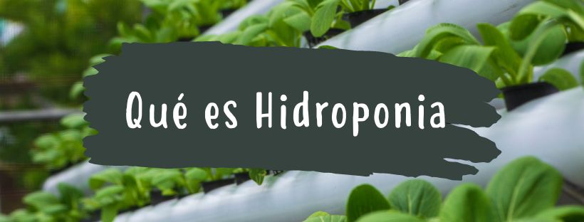 O Que É Um Cultivo Hidropónico (Hidroponia)