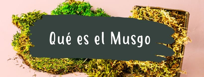 O Que É Um Musgo E Para Que Serve