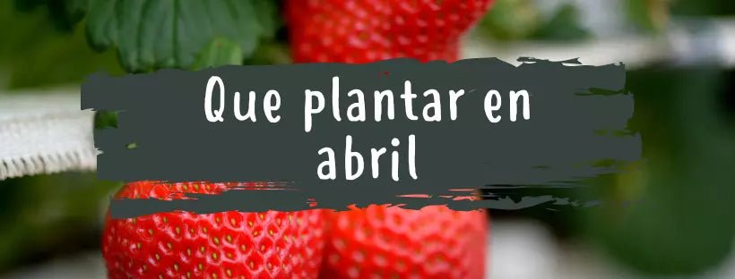 O Que Plantar Em Abril