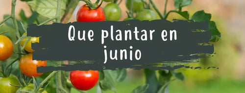 O Que Plantar Em Junho