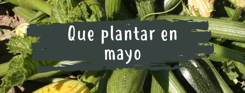 O que Plantar em Maio