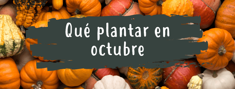 O Que Plantar Em Outubro