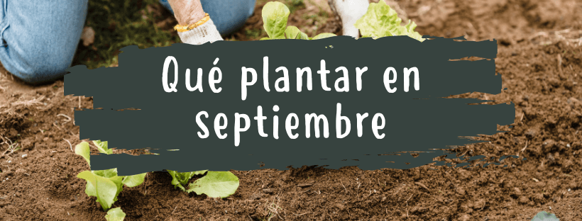O que plantar em setembro