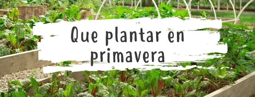 O Que Plantar Esta Primavera na Minha Horta Urbana