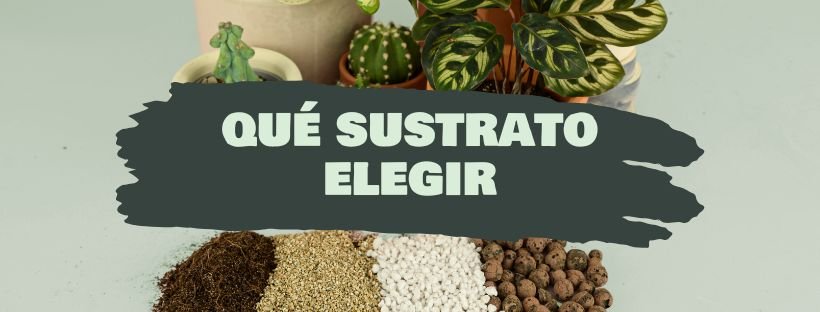 Que Substrato Usar Para a Minha Planta