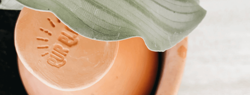 Rega Gota a Gota Caseira Para Vasos