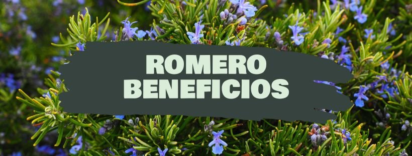 Alecrim: Propriedades E Benefícios