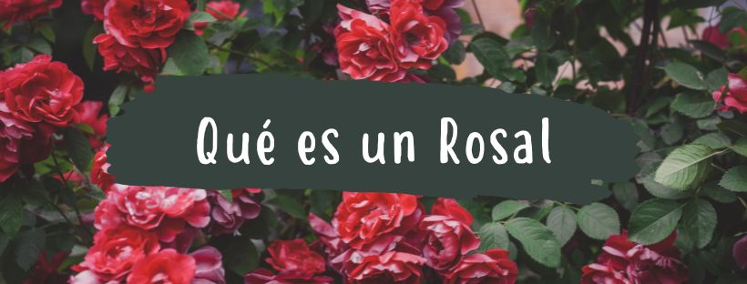 Roseira: O que é e quais são as suas partes