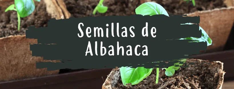Sementes De Manjericão: Tudo O Que Precisa De Saber