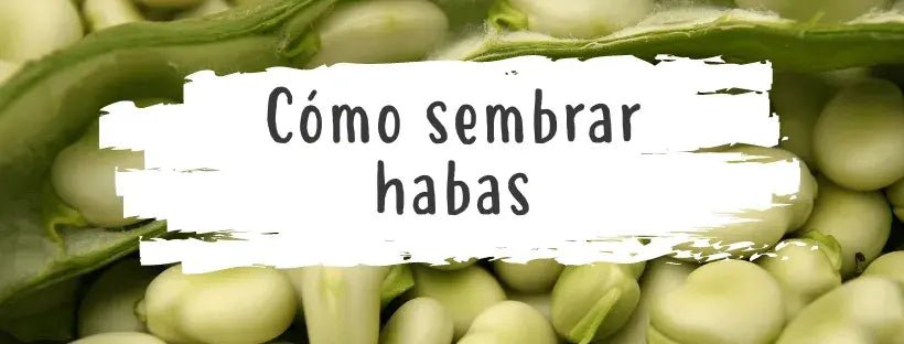 Sementes de Favas: Tudo O Que Precisa de Saber