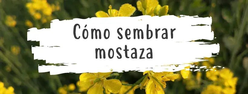 Sementes De Mostarda: Tudo O Que Precisa De Saber