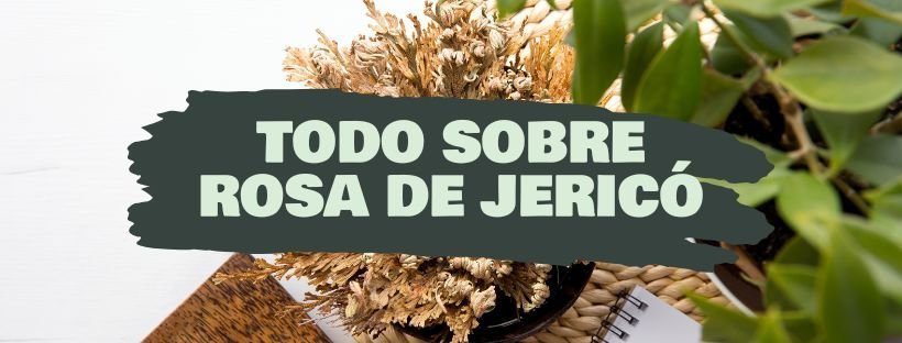 Tudo Sobre A Rosa De Jericó