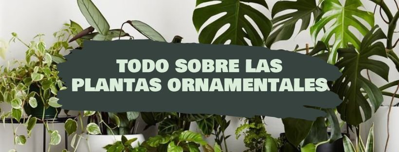 Tudo Sobre Plantas Ornamentais
