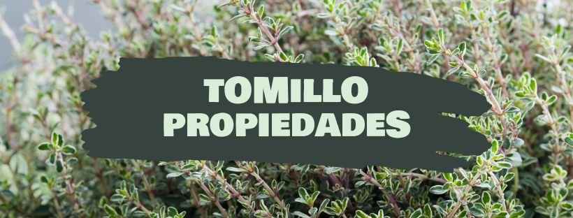 Tomilho: Propriedades e Benefícios