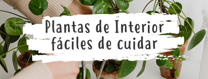 As Melhores Plantas de Interior Fáceis de Cuidar