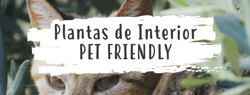 As Melhores Plantas de Interior para Animais de Estimação