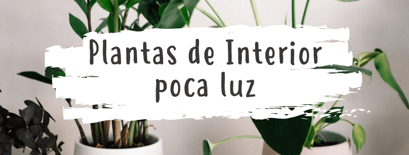 Top Plantas de Interior para Pouca Luz