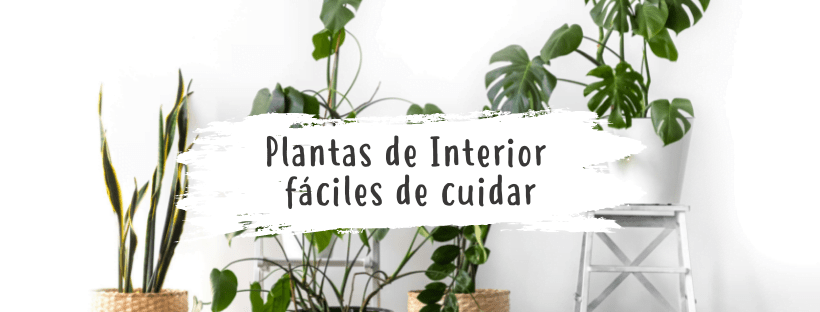 Melhores Plantas Tropicais de Interior Fáceis de Cuidar