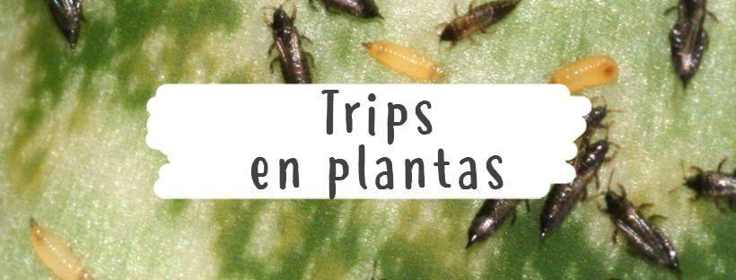 Trips em Plantas: Como Combater a Praga