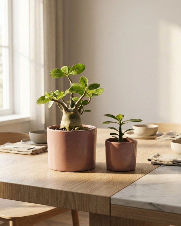 Adenium