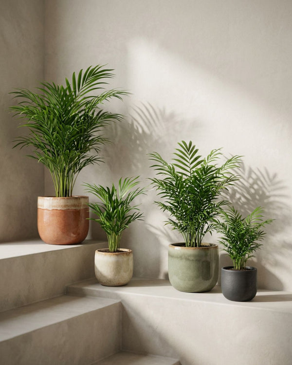 Areca