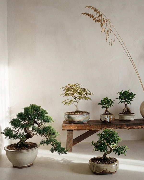 Bonsai