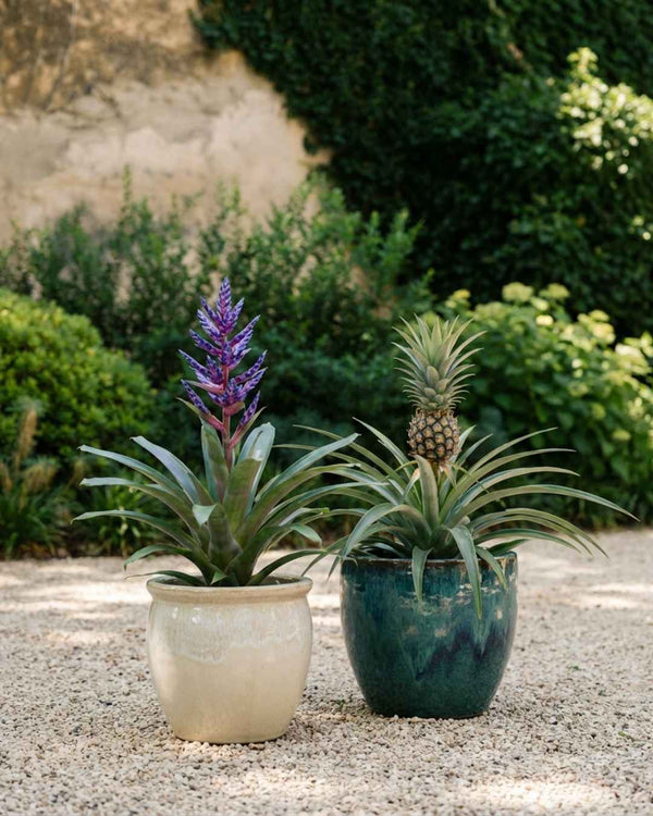 Bromélia