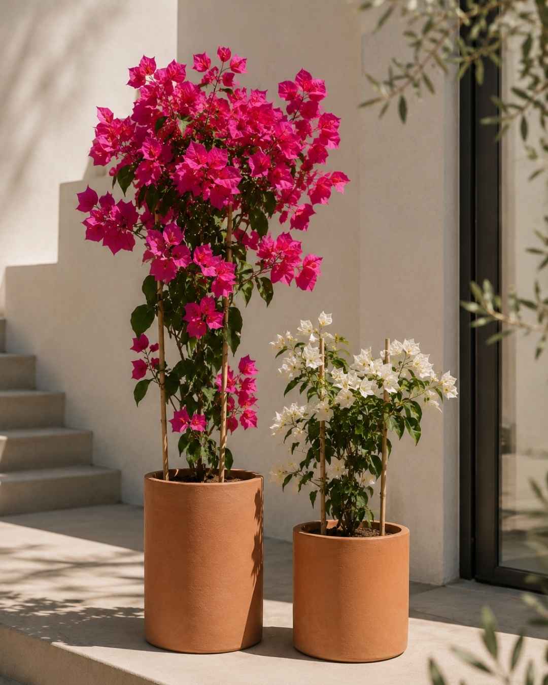 Buganvilla - Pur Plant