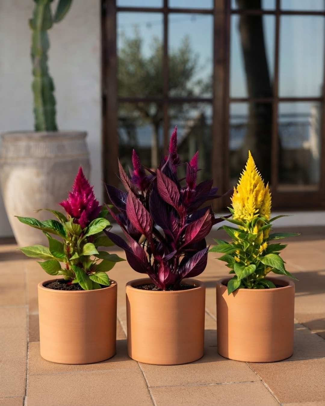 Plantas Celosia