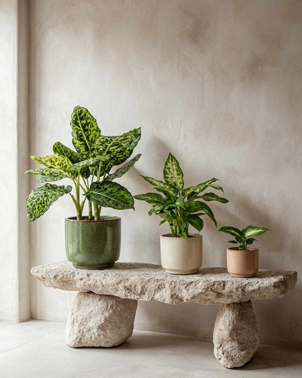 Dieffenbachia
