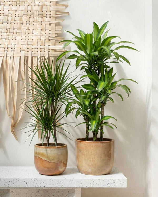 Dracaena