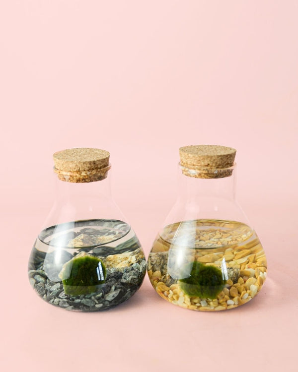Marimo