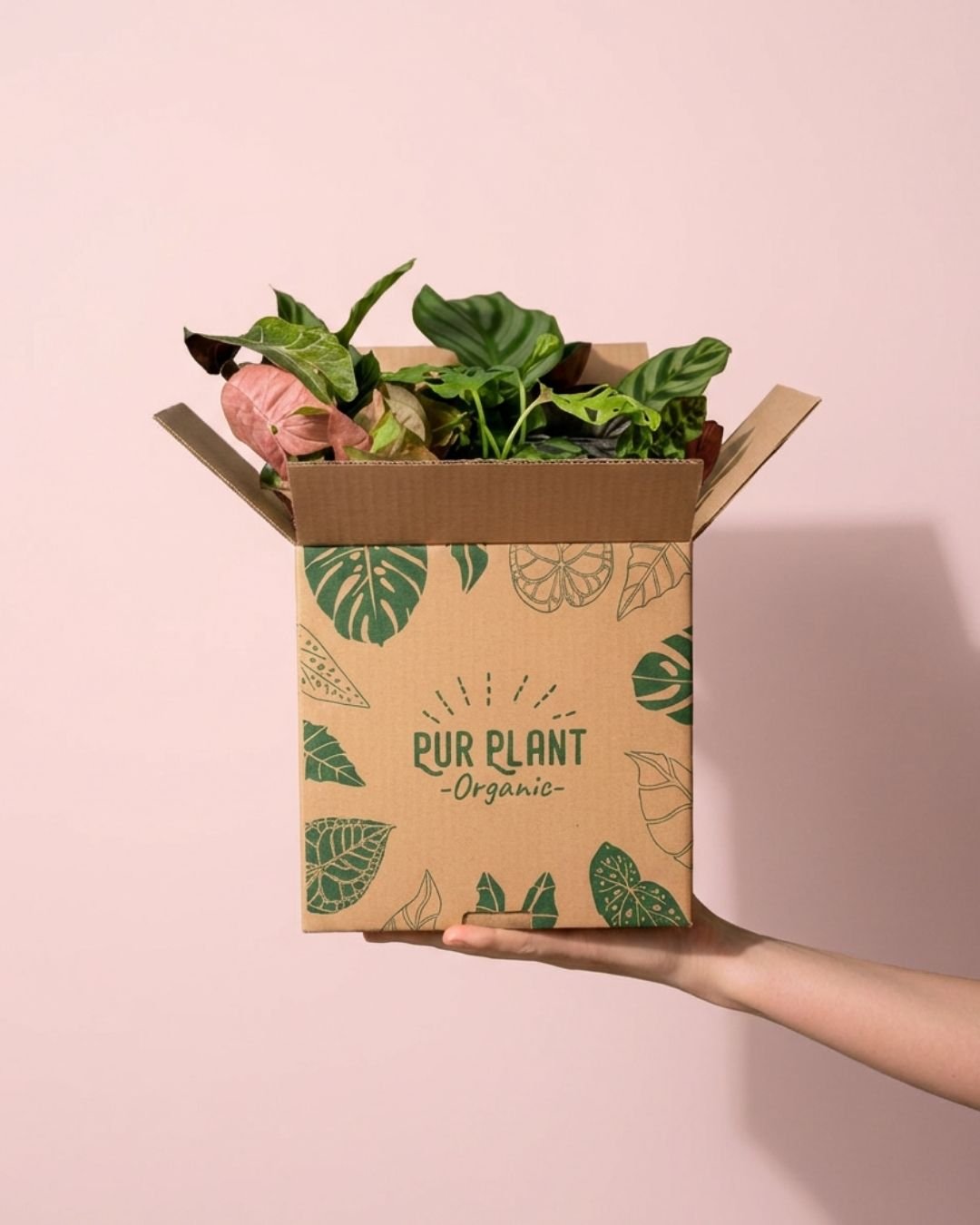Nuevas Plantas - Pur Plant