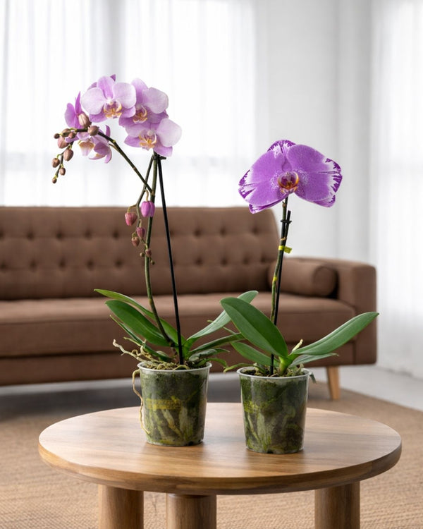 Orquídeas