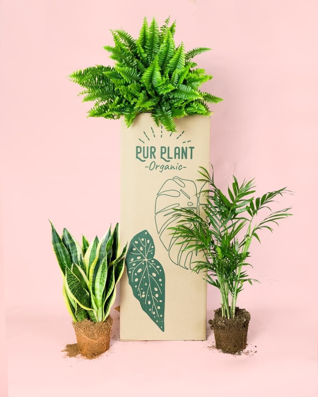 Packs de Plantas - Pur Plant