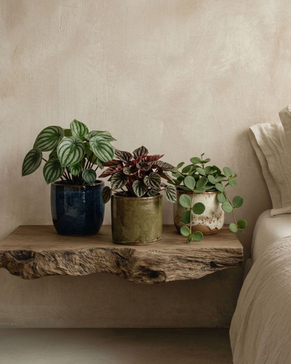 Peperomia