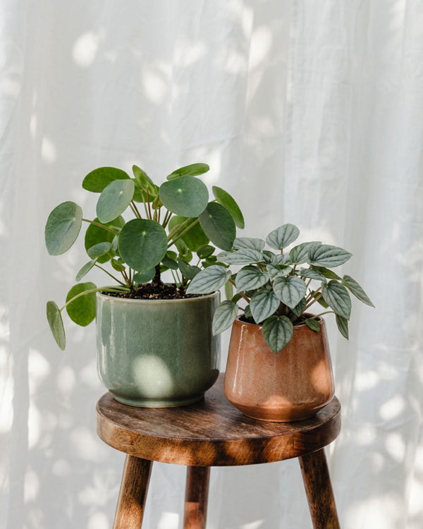 Pileias