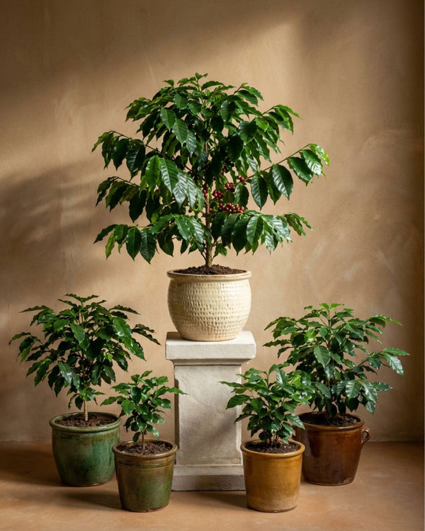 Planta do Café