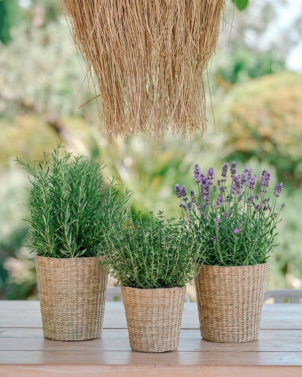 Plantas Aromáticas