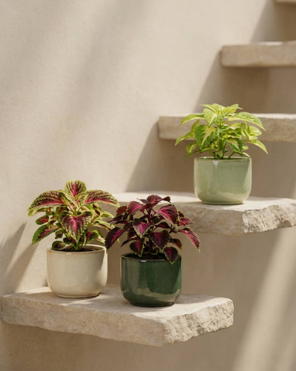 Plantas Coleus
