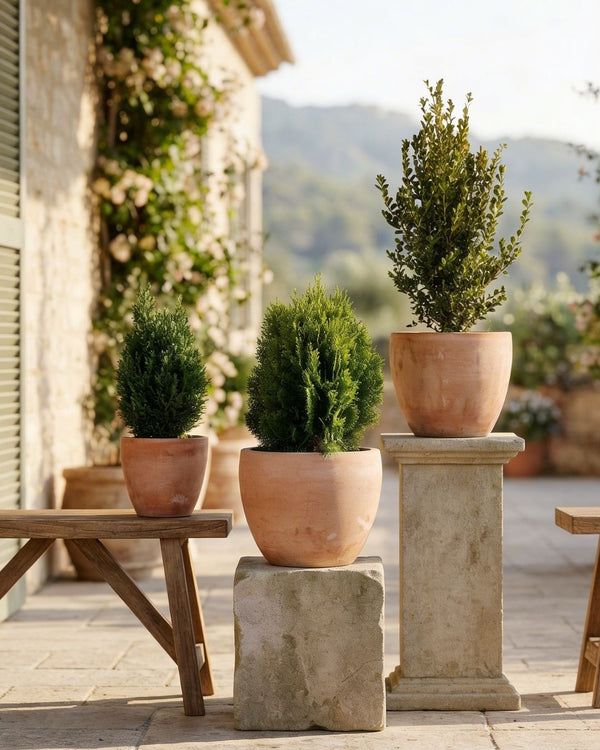 Plantas Coníferas