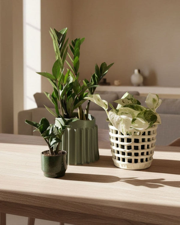 Plantas Fácil Cuidados - Pur Plant