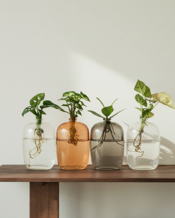Plantas Hidropónicas - Pur Plant