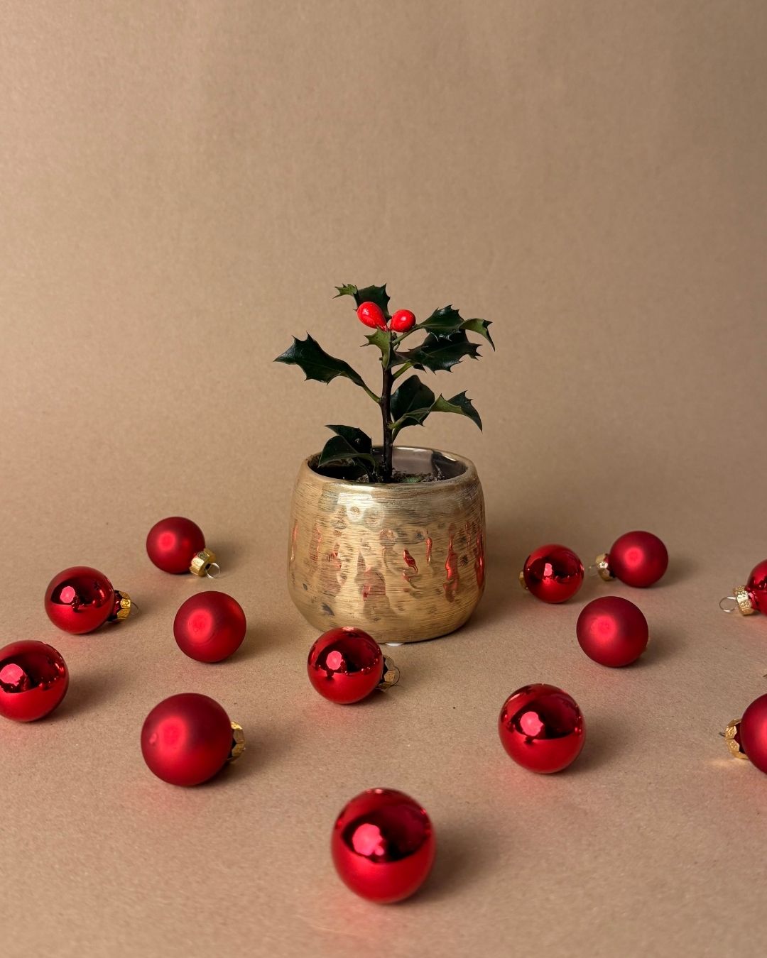Plantas Navidad - Pur Plant