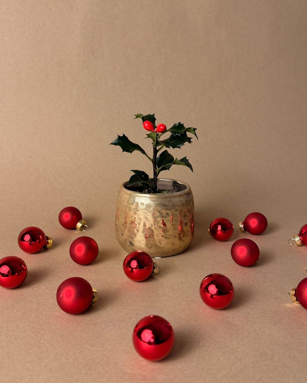 Plantas de Natal